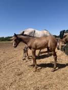 Poulain de sport CSO