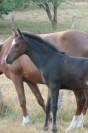 Poney femelle pfs sport CSO