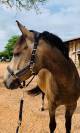 Poney D de 4 ans 