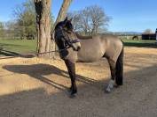 Poney D de 4 ans 
