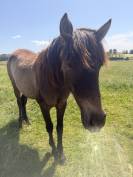 Pouliche pure race espagnole 