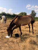 Pouliche pure race espagnole 