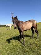 Pouliche pure race espagnole 