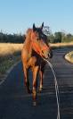 Cheval polyvalent