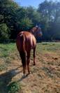 Cheval polyvalent