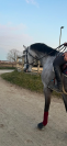 Cheval de sport sorti en 130 