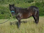 Poney PFS M&acirc;le n&eacute; en Mai 2025