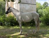 Belle jument 10 ans, exp&eacute;riment&eacute;e, id&eacute;ale CSO 105-120