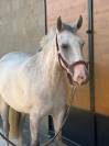 Jument poney D 4 ans 