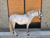 Jument poney D 4 ans 