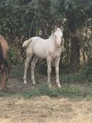 Puledra Quarter Horse In vendita 2026 Crema ,  Dokky munk award
