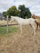 Puledra Quarter Horse In vendita 2026 Crema ,  Dokky munk award