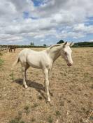 Puledra Quarter Horse In vendita 2026 Crema ,  Dokky munk award