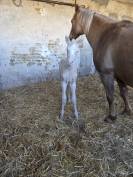 Puledra Quarter Horse In vendita 2026 Crema ,  Dokky munk award