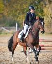 A VENDRE JOLI PONEY BAI HONGRE DE 11 ANS