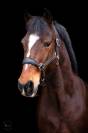 A VENDRE JOLI PONEY BAI HONGRE DE 11 ANS