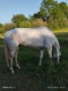 A vendre hongre Irish Sport Horse 