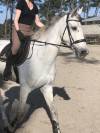 A vendre hongre Irish Sport Horse 