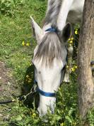 A vendre hongre Irish Sport Horse 