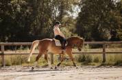 hongre alezan crins lav&eacute;s SF Polyvalent CSO/DRESS