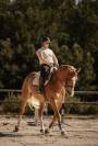 hongre alezan crins lav&eacute;s SF Polyvalent CSO/DRESS