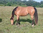 PONEYS A VENDRE