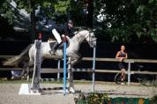 Gelding Connemara For sale 2020 Grey