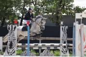 Gelding Connemara For sale 2020 Grey