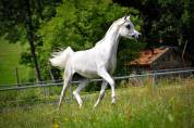 Pouliche Pur Sang Arabe 1 an