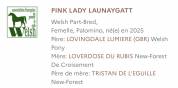 Pouliche 1 an Welsh part-bred 