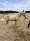 Pouliche 1 an Welsh part-bred 