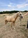Pouliche 1 an Welsh part-bred 