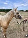 Pouliche 1 an Welsh part-bred 