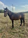 M&acirc;le 2 ans PFS par Movie Star Tilia 