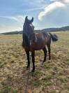 M&acirc;le 2 ans PFS par Movie Star Tilia 
