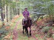 Magnifique Hongre de 11 ans 