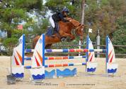 Poney &agrave; vendre - Magnifique poney de sport