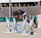 N&eacute;rite &ndash; Hongre KWPN de 8 ans Bai Brun