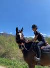 N&eacute;rite &ndash; Hongre KWPN de 8 ans Bai Brun