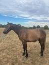 Hongre Connemara Part bred 3 ans 