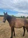 Hongre Connemara Part bred 3 ans 