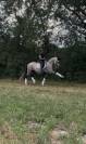 Cheval onc