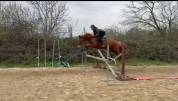 Jument selle fran&ccedil;ais 6 ans 