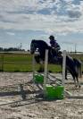 Super poney connemara