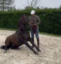  Hongre RACE CRUZADO 5 ans , TAILLE 1,55m