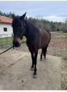  Hongre RACE CRUZADO 5 ans , TAILLE 1,55m