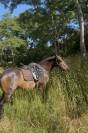  Hongre RACE CRUZADO 5 ans , TAILLE 1,55m