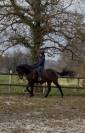 Hongre RACE CRUZADO 5 ans , TAILLE 1,55m