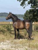  Hongre RACE CRUZADO 5 ans , TAILLE 1,55m