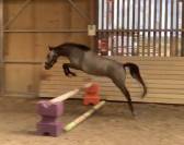 Ponette taille B polyvalente 